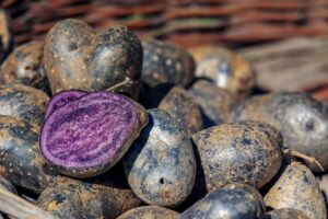 Was ist eine lila Kartoffel und warum sind sie lila?